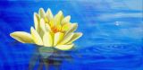 oeuvre de l'artiste Aline Drapeau : Le Nénuphar