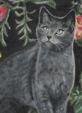 oeuvre de l'artiste BENAMOR Dolly : Chartreux sur fond noir fleuri