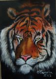 Tigre