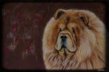 chowchow