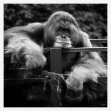 oeuvre de l'artiste MEIGNEN éric : Farniente