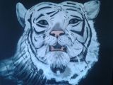 tigre blanc