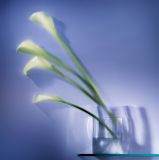 oeuvre de l'artiste Fab : Alexandra