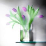 Tulipes