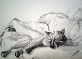 pas chat
